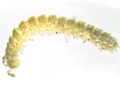 Brachydesmus superus
